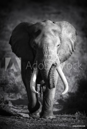 Picture of Elephant Bull Artistic processing